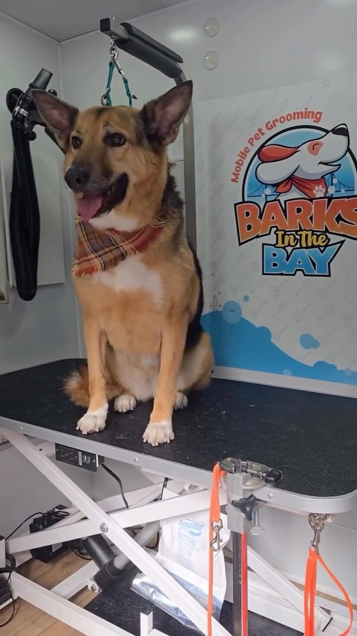 Instagram post from barksinthebaygrooming. This post is in position 9.