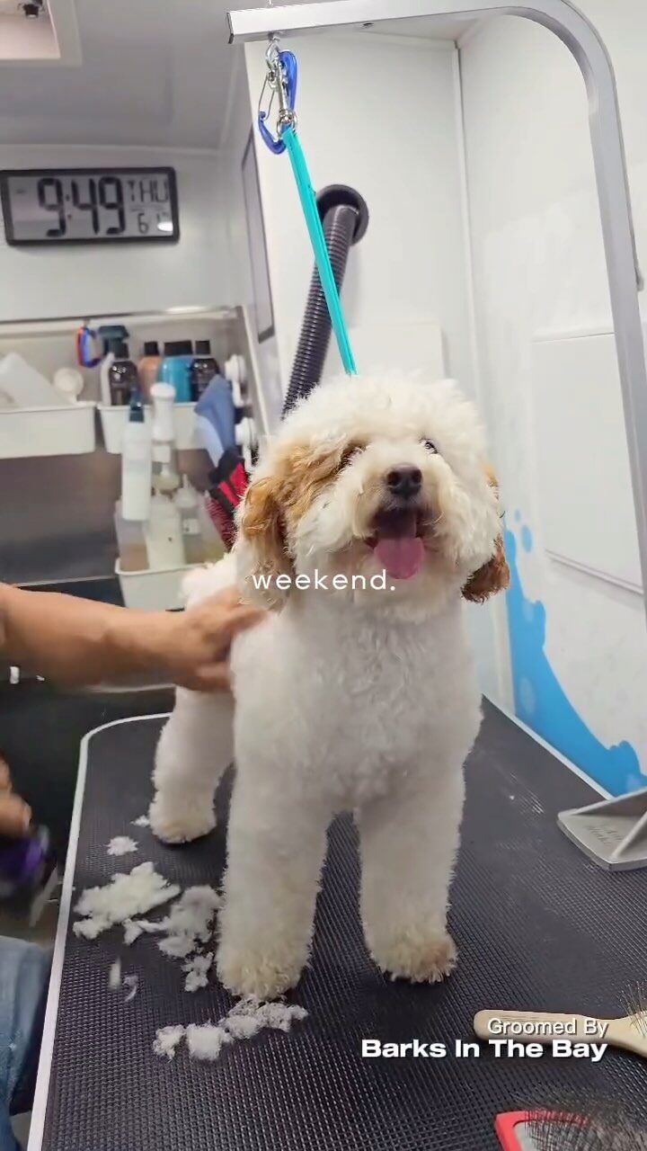 Instagram post from barksinthebaygrooming. This post is in position 4.