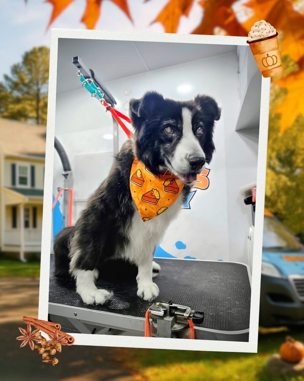 Instagram post from barksinthebaygrooming. This post is in position 6.