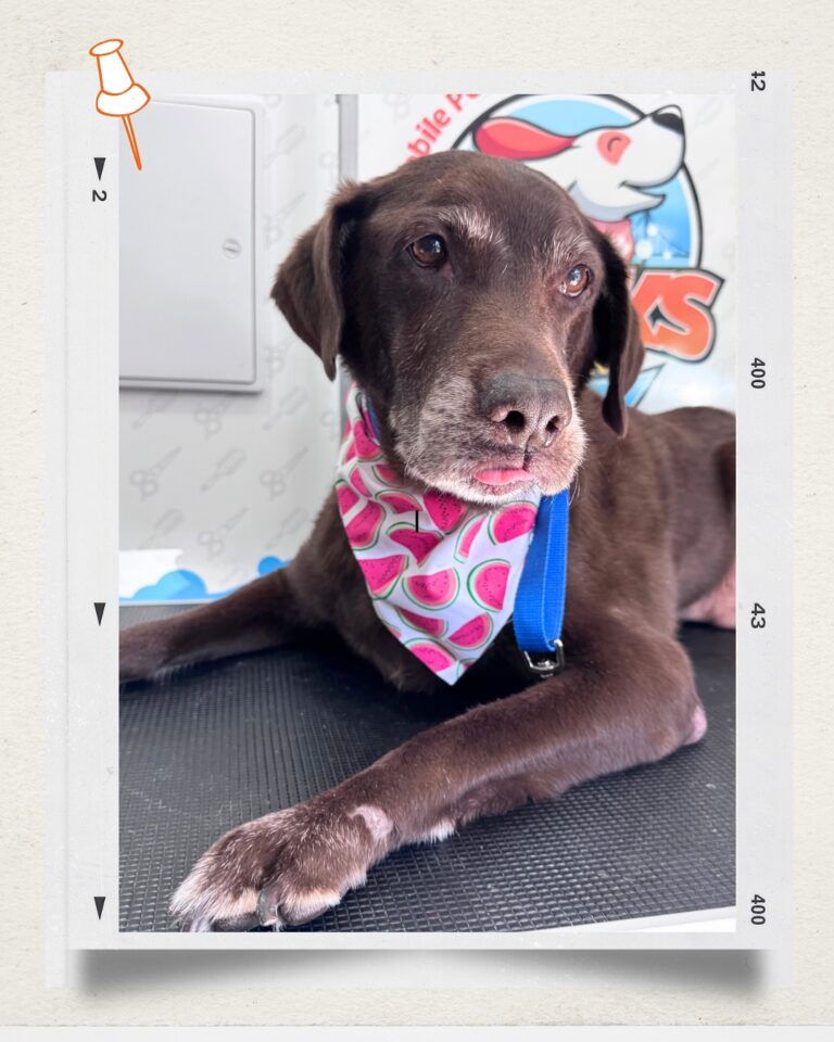 Instagram post from barksinthebaygrooming. This post is in position 3.
