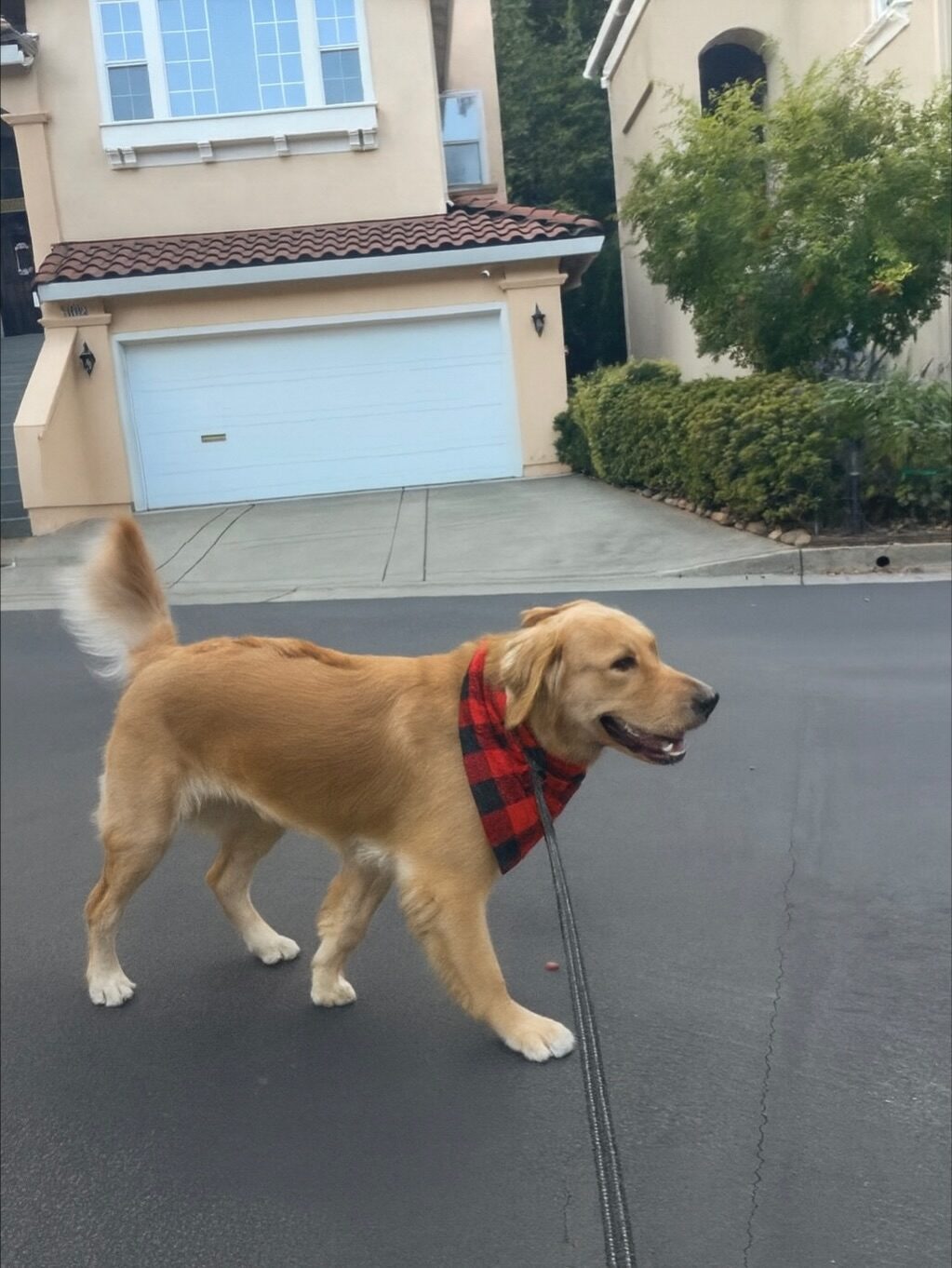 Instagram post from barksinthebaygrooming. This post is in position 2.