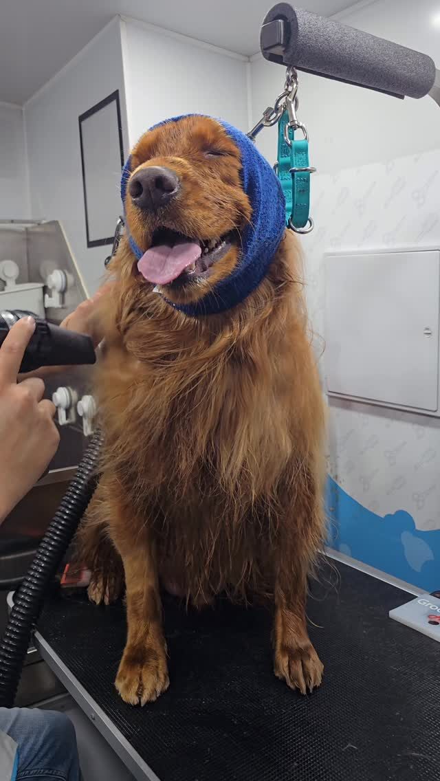 Instagram post from barksinthebaygrooming. This post is in position 3.