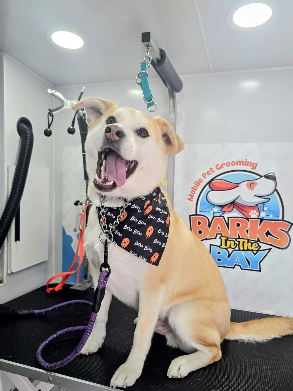Instagram post from barksinthebaygrooming. This post is in position 5.