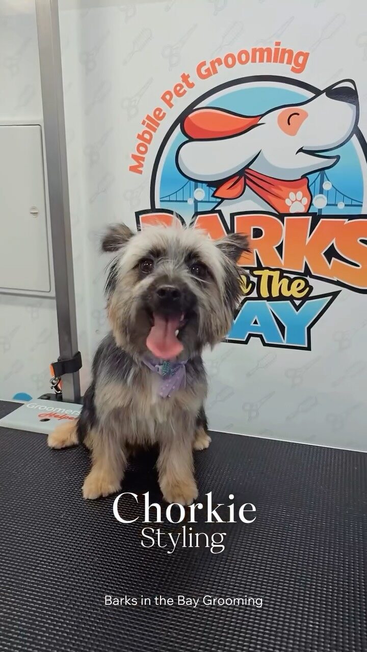 Instagram post from barksinthebaygrooming. This post is in position 10.