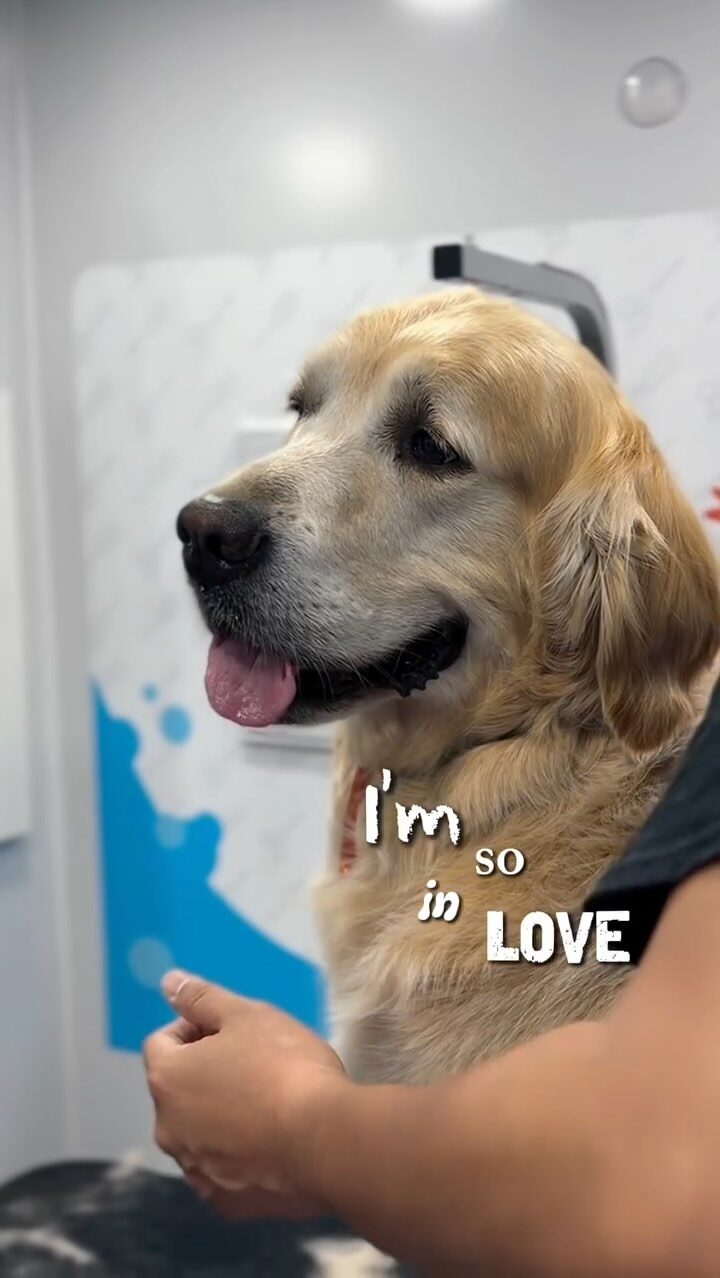 Instagram post from barksinthebaygrooming. This post is in position 1.