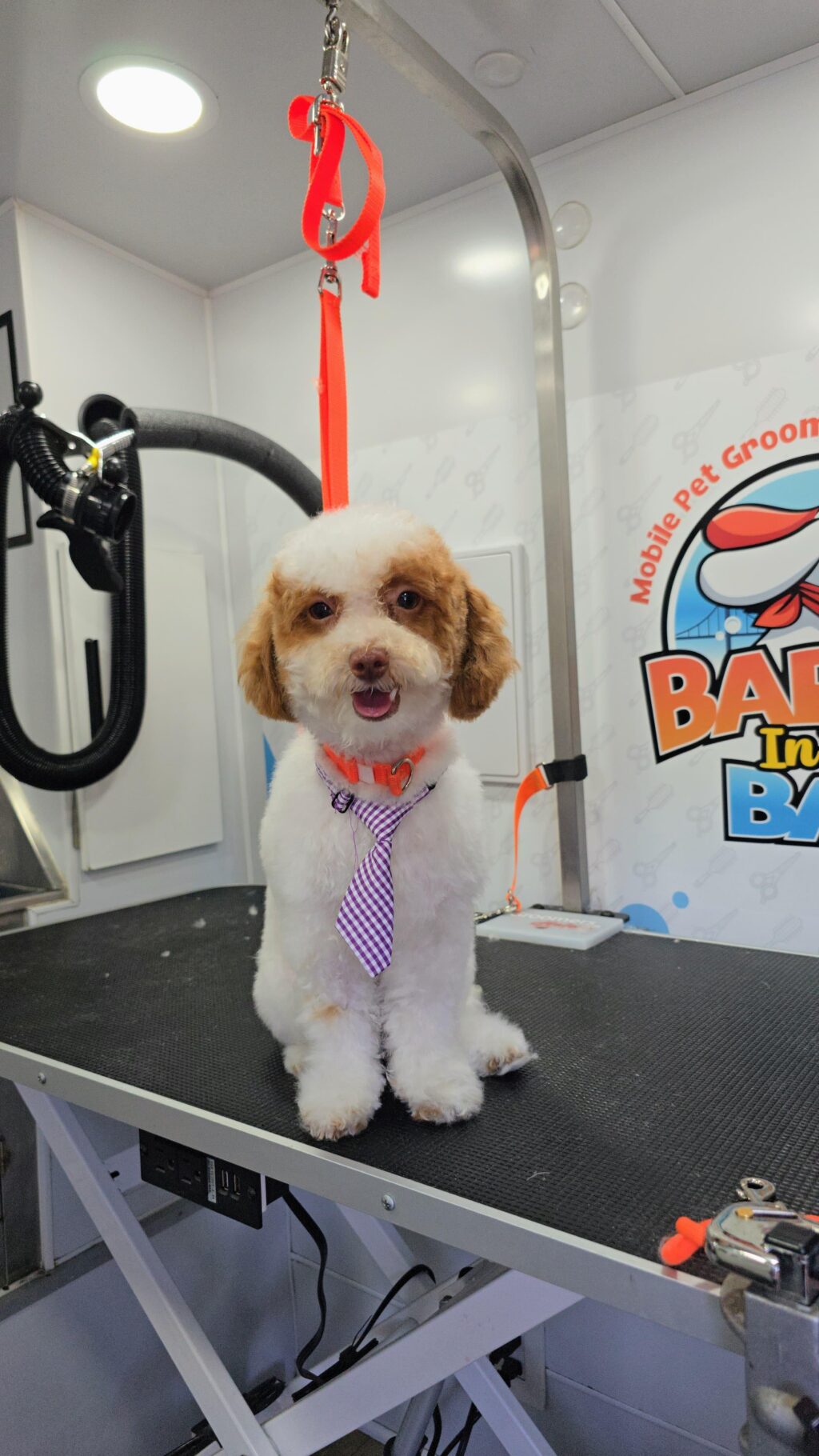 Instagram post from barksinthebaygrooming. This post is in position 1.