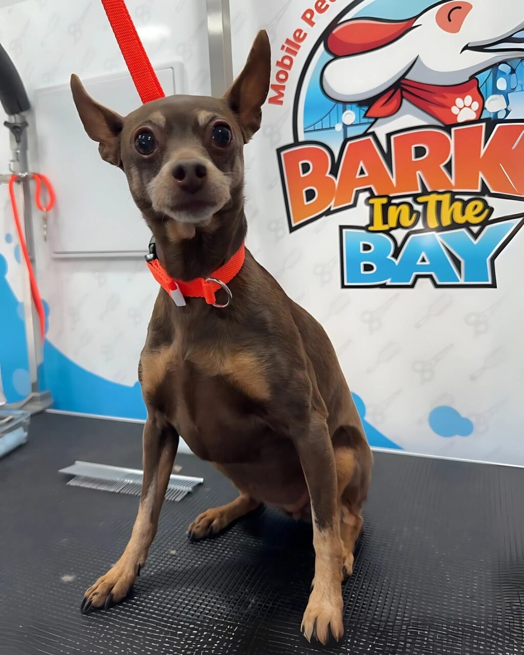 Instagram post from barksinthebaygrooming. This post is in position 0.