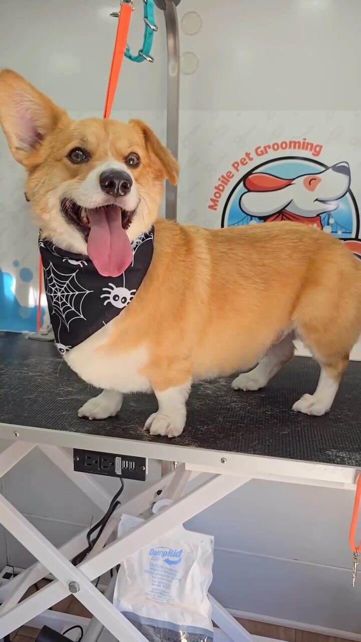 Instagram post from barksinthebaygrooming. This post is in position 4.