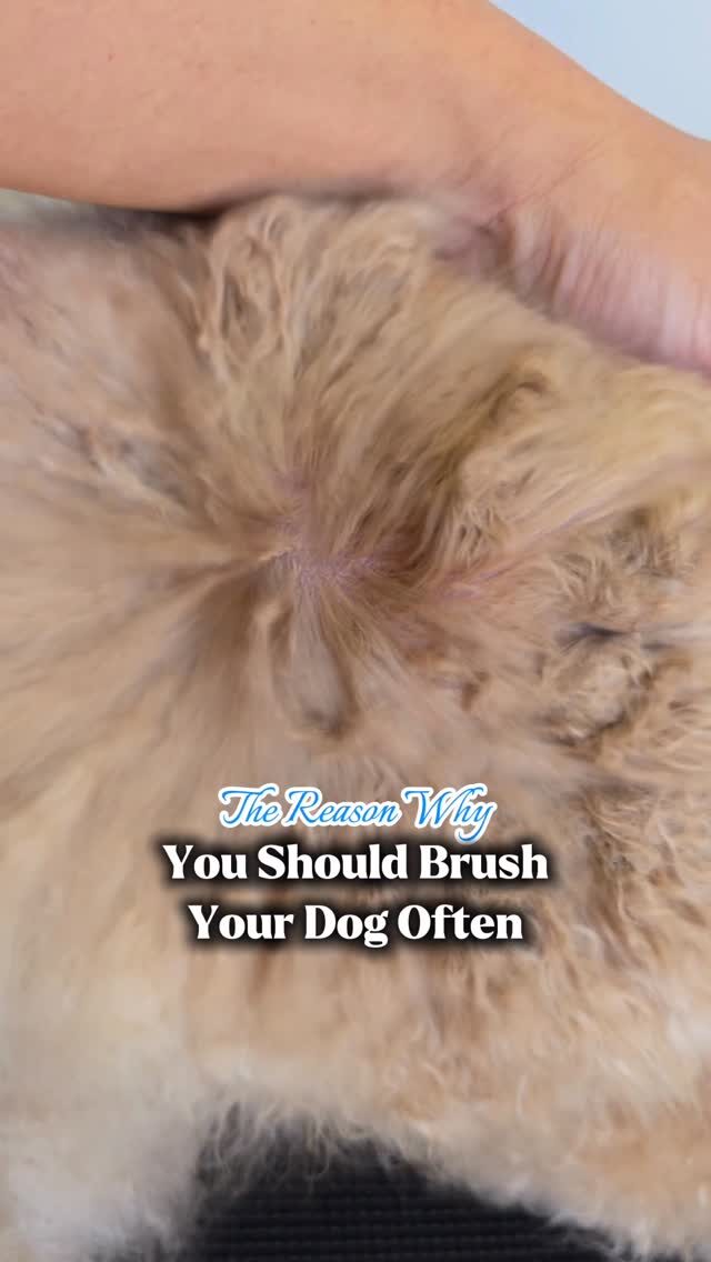 Instagram post from barksinthebaygrooming. This post is in position 10.