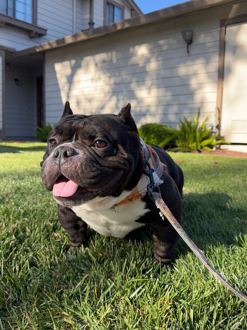 Instagram post from barksinthebaygrooming. This post is in position 1.