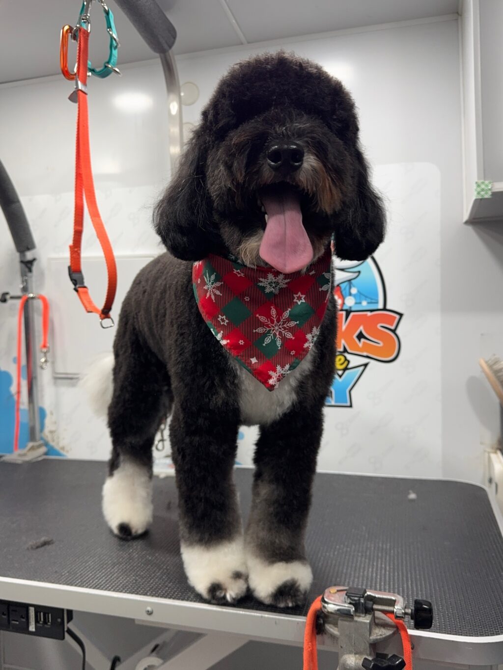 Instagram post from barksinthebaygrooming. This post is in position 0.
