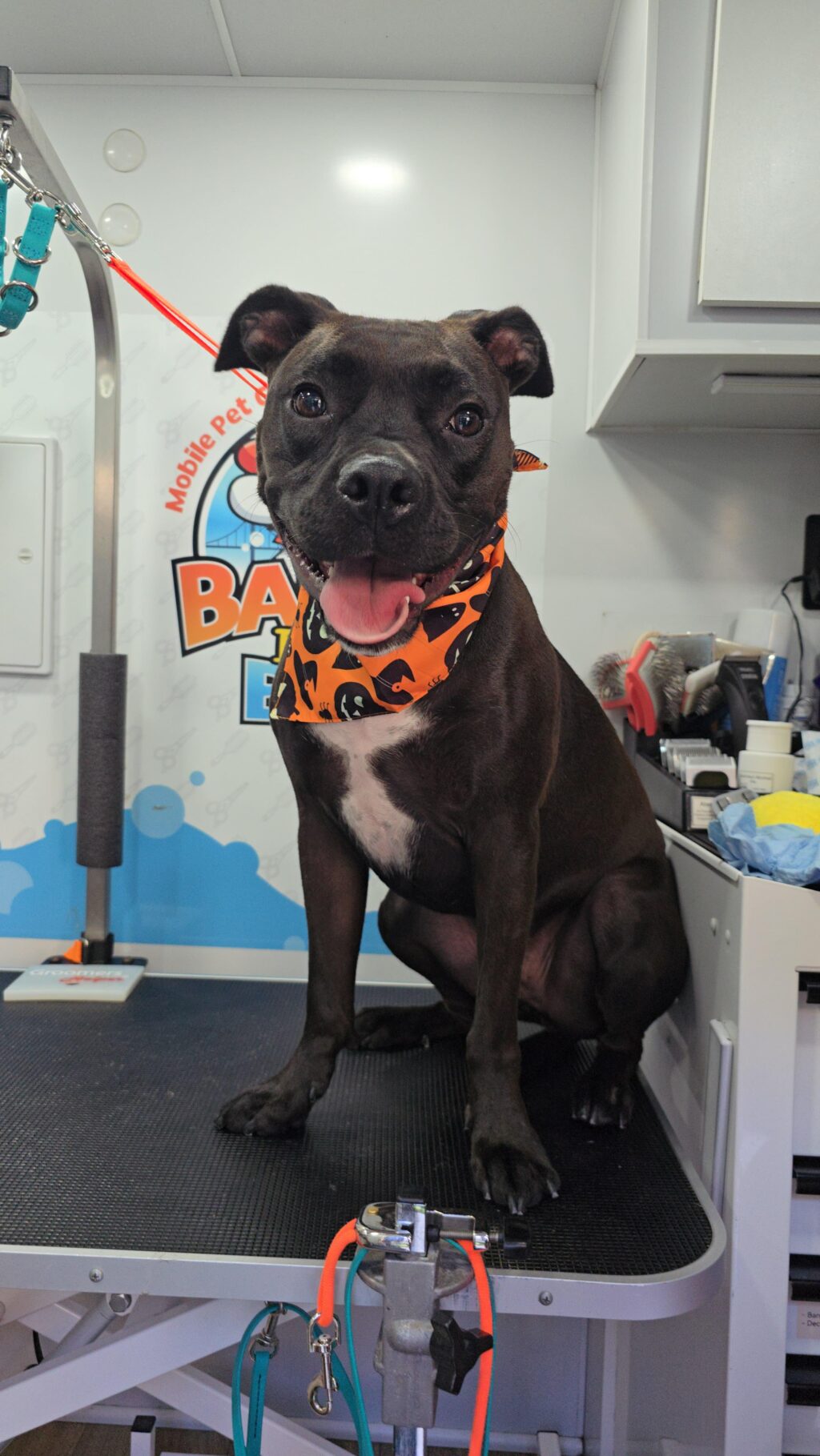 Instagram post from barksinthebaygrooming. This post is in position 2.