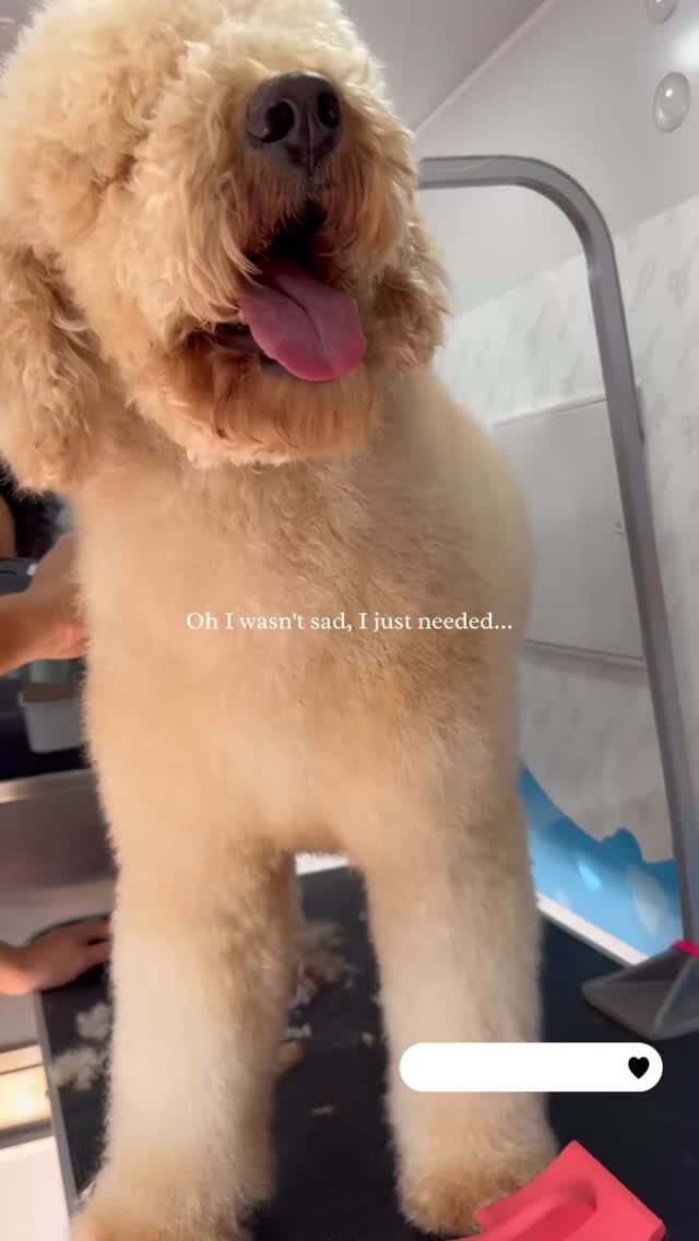 Instagram post from barksinthebaygrooming. This post is in position 1.