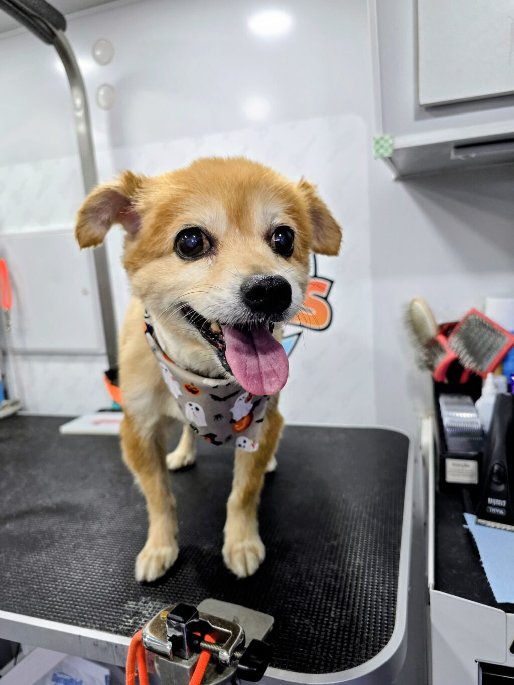 Instagram post from barksinthebaygrooming. This post is in position 9.