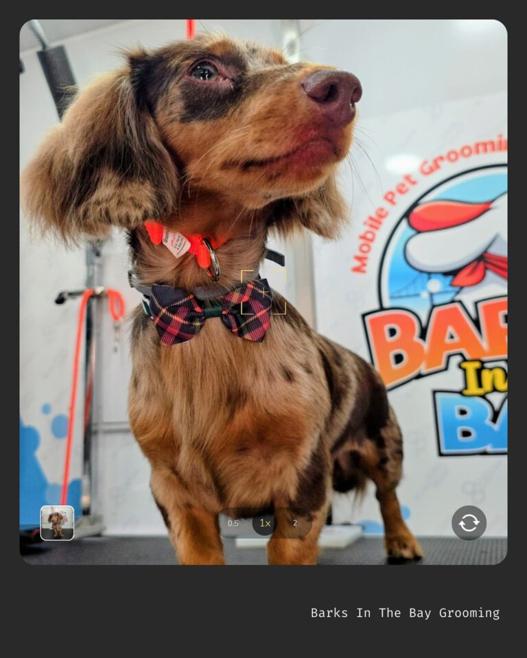 Instagram post from barksinthebaygrooming. This post is in position 4.