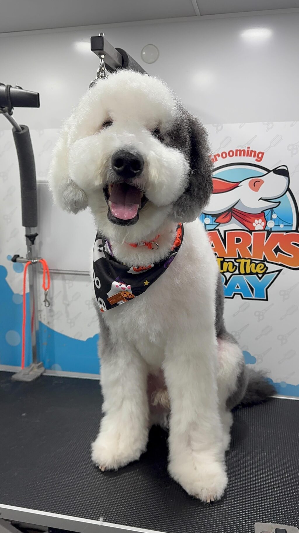 Instagram post from barksinthebaygrooming. This post is in position 3.