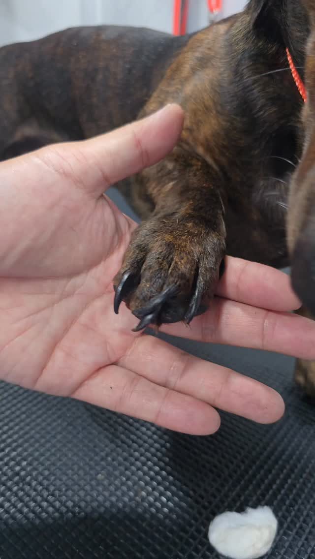 Instagram post from barksinthebaygrooming. This post is in position 6.