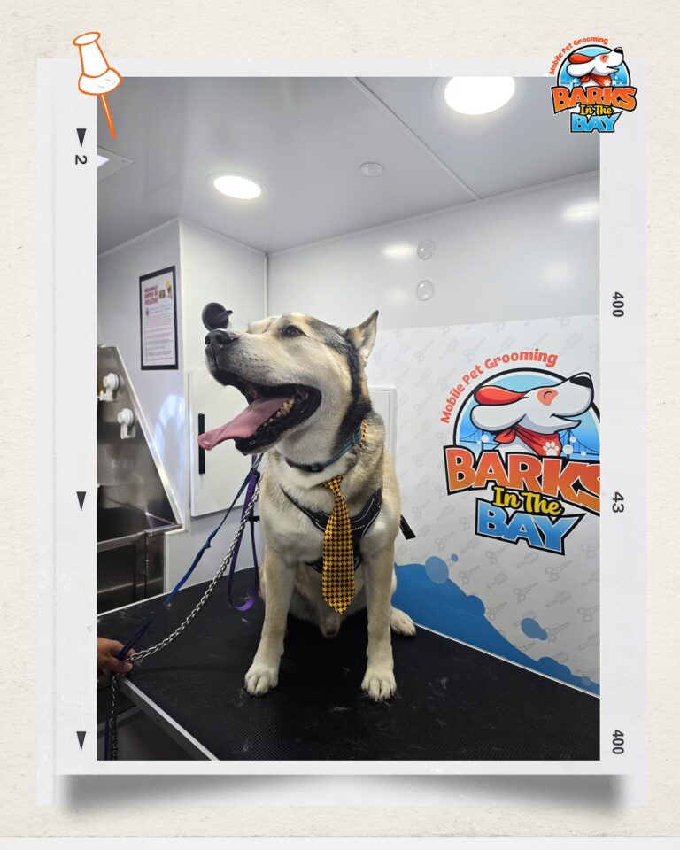 Instagram post from barksinthebaygrooming. This post is in position 11.