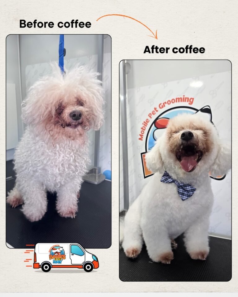 Instagram post from barksinthebaygrooming. This post is in position 6.