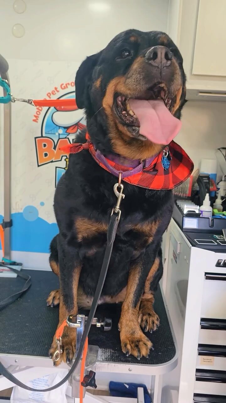 Instagram post from barksinthebaygrooming. This post is in position 2.