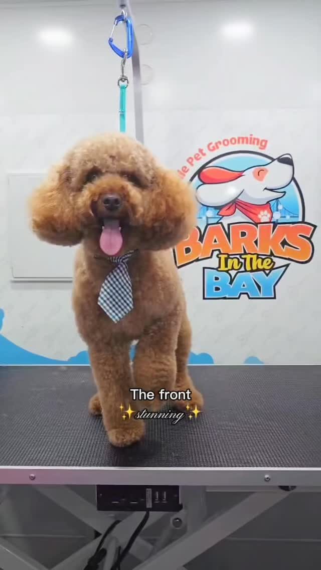 Instagram post from barksinthebaygrooming. This post is in position 12.