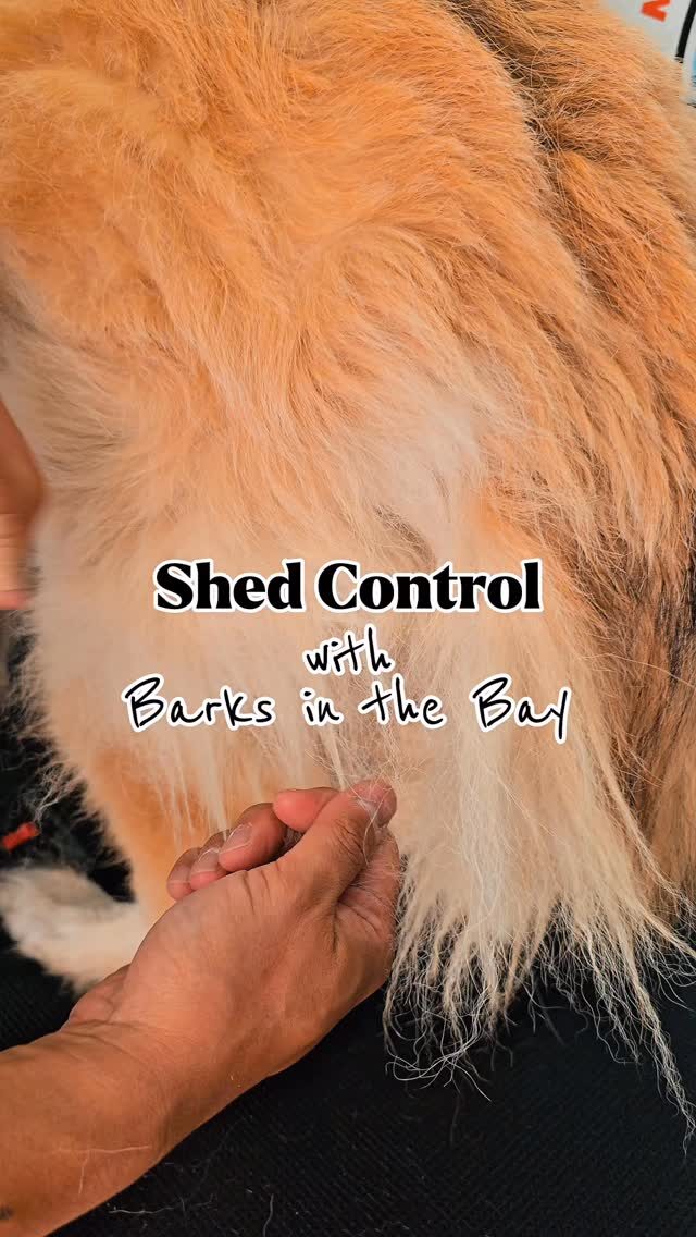 Instagram post from barksinthebaygrooming. This post is in position 2.