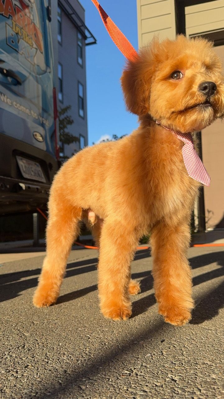 Instagram post from barksinthebaygrooming. This post is in position 11.
