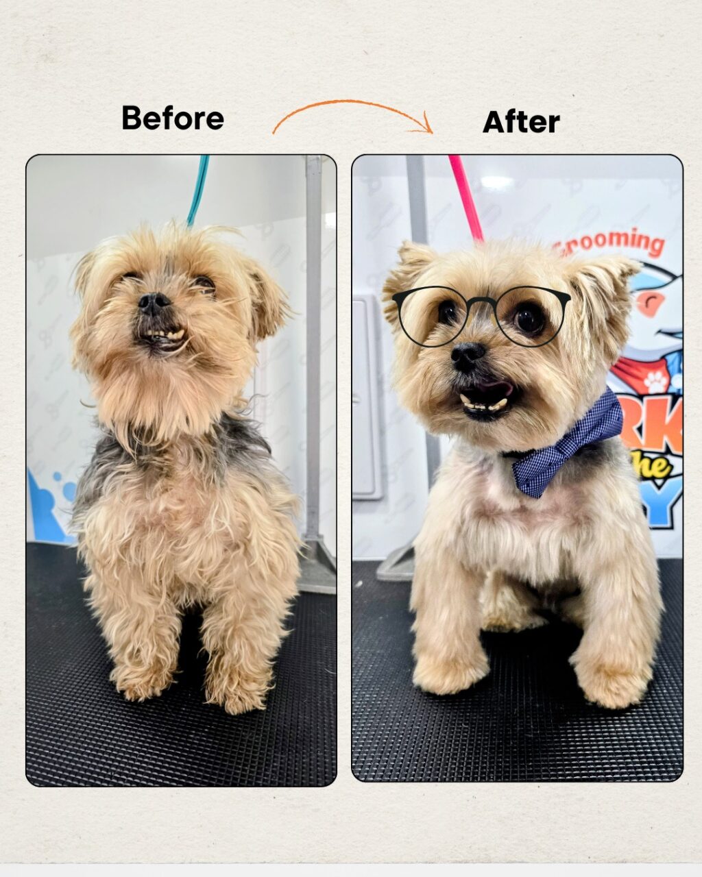Instagram post from barksinthebaygrooming. This post is in position 1.