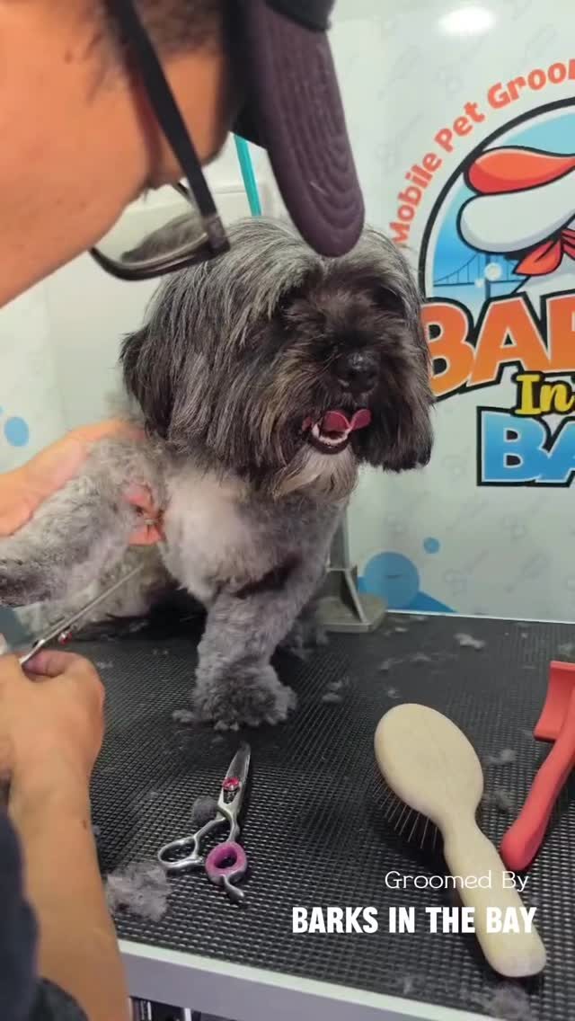 Instagram post from barksinthebaygrooming. This post is in position 6.