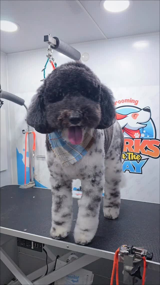 Instagram post from barksinthebaygrooming. This post is in position 4.