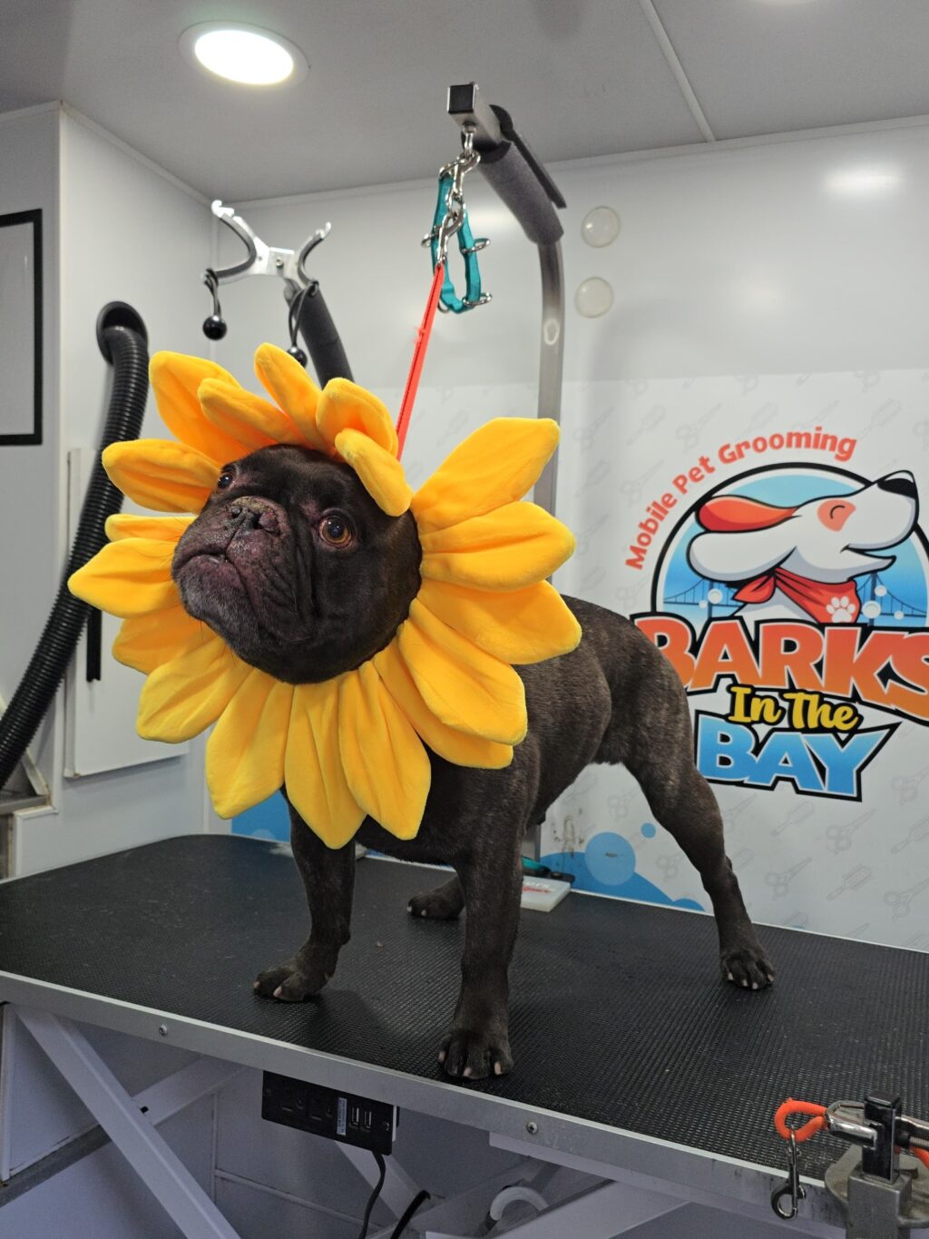 Instagram post from barksinthebaygrooming. This post is in position 5.