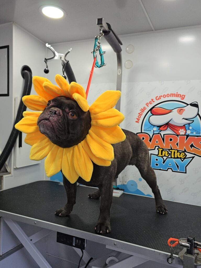 Instagram post from barksinthebaygrooming. This post is in position 2.