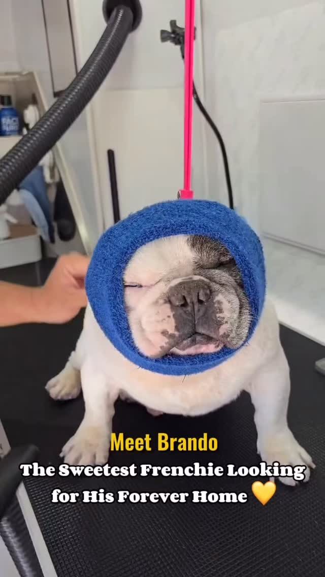 Instagram post from barksinthebaygrooming. This post is in position 1.