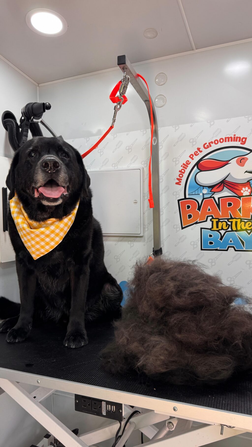 Instagram post from barksinthebaygrooming. This post is in position 11.