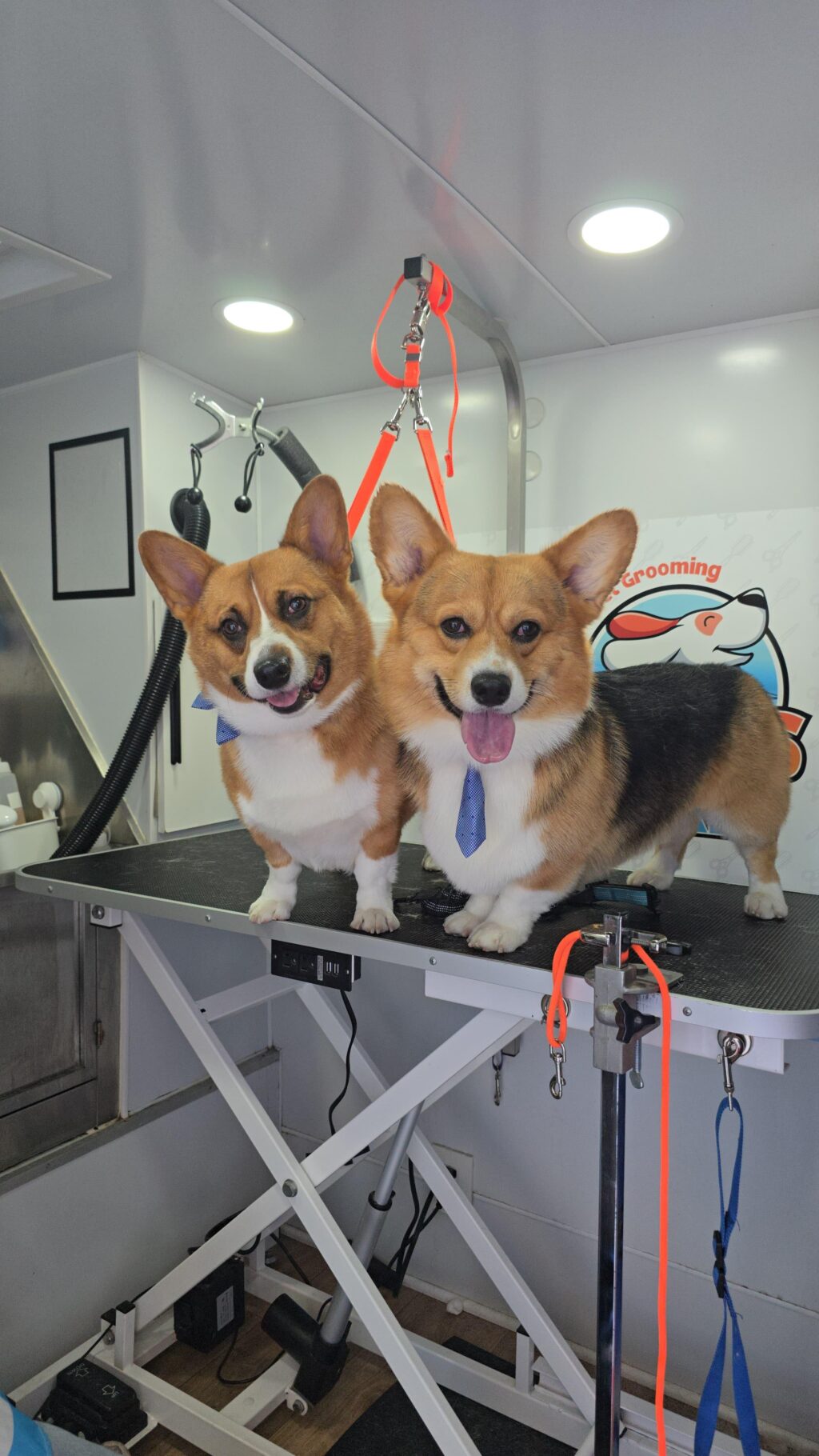Instagram post from barksinthebaygrooming. This post is in position 7.