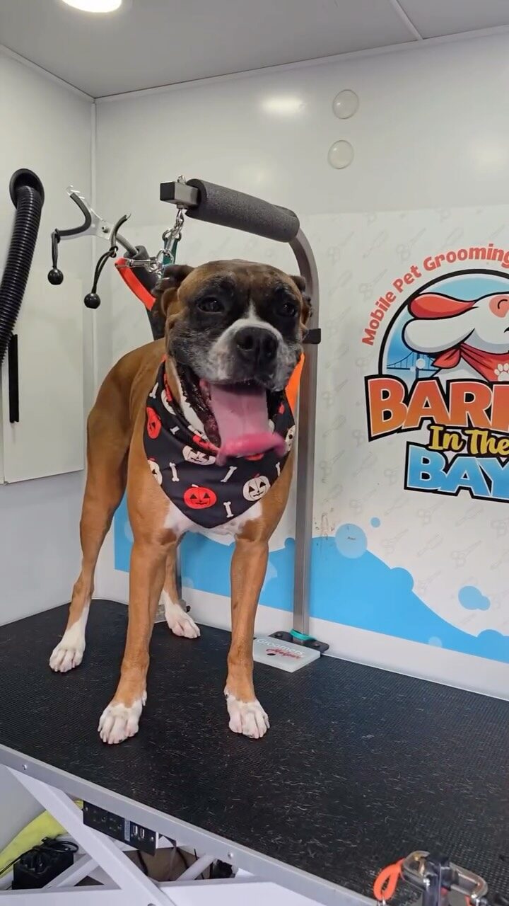 Instagram post from barksinthebaygrooming. This post is in position 3.