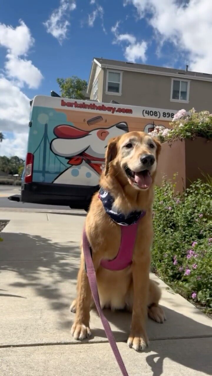 Instagram post from barksinthebaygrooming. This post is in position 3.