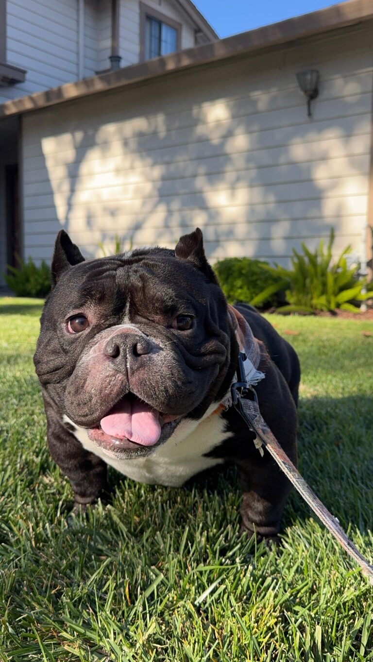 Instagram post from barksinthebaygrooming. This post is in position 8.