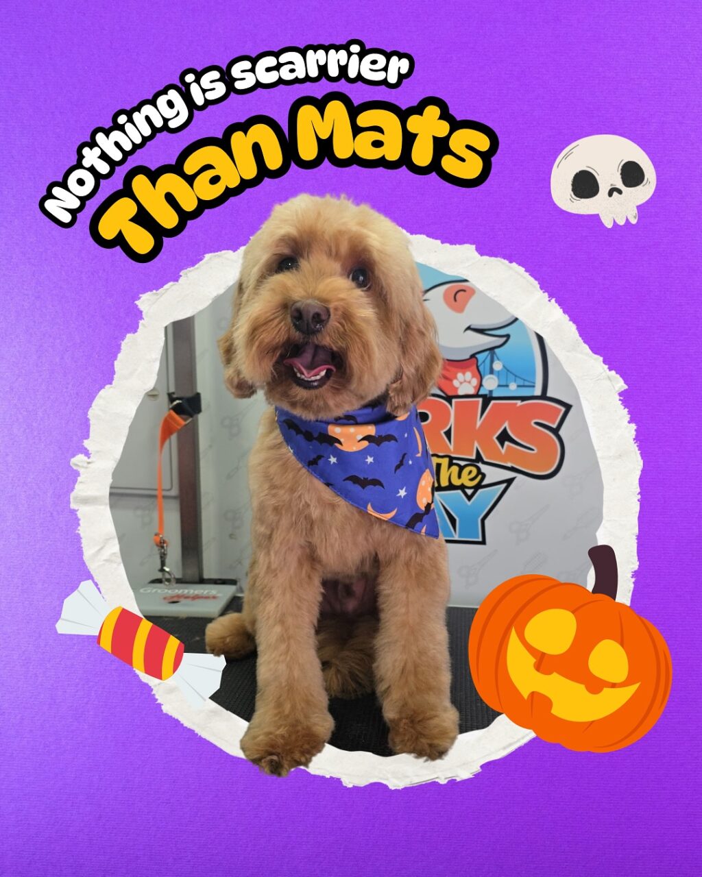 Instagram post from barksinthebaygrooming. This post is in position 2.