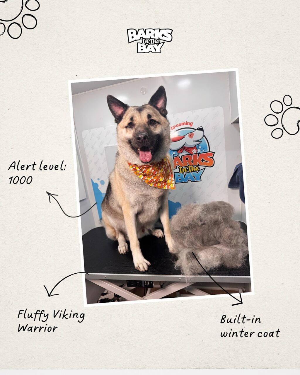 Instagram post from barksinthebaygrooming. This post is in position 1.