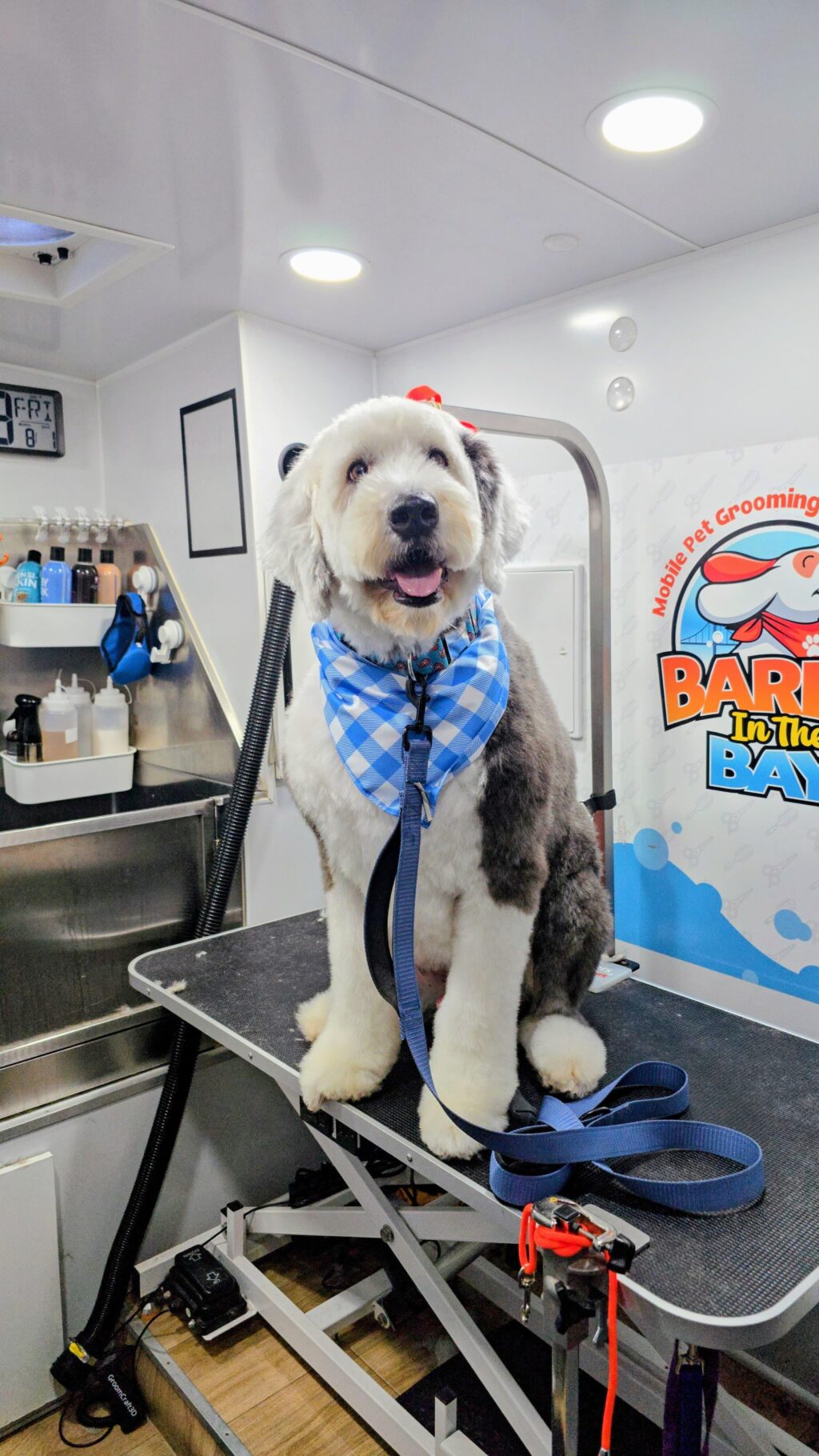 Instagram post from barksinthebaygrooming. This post is in position 3.