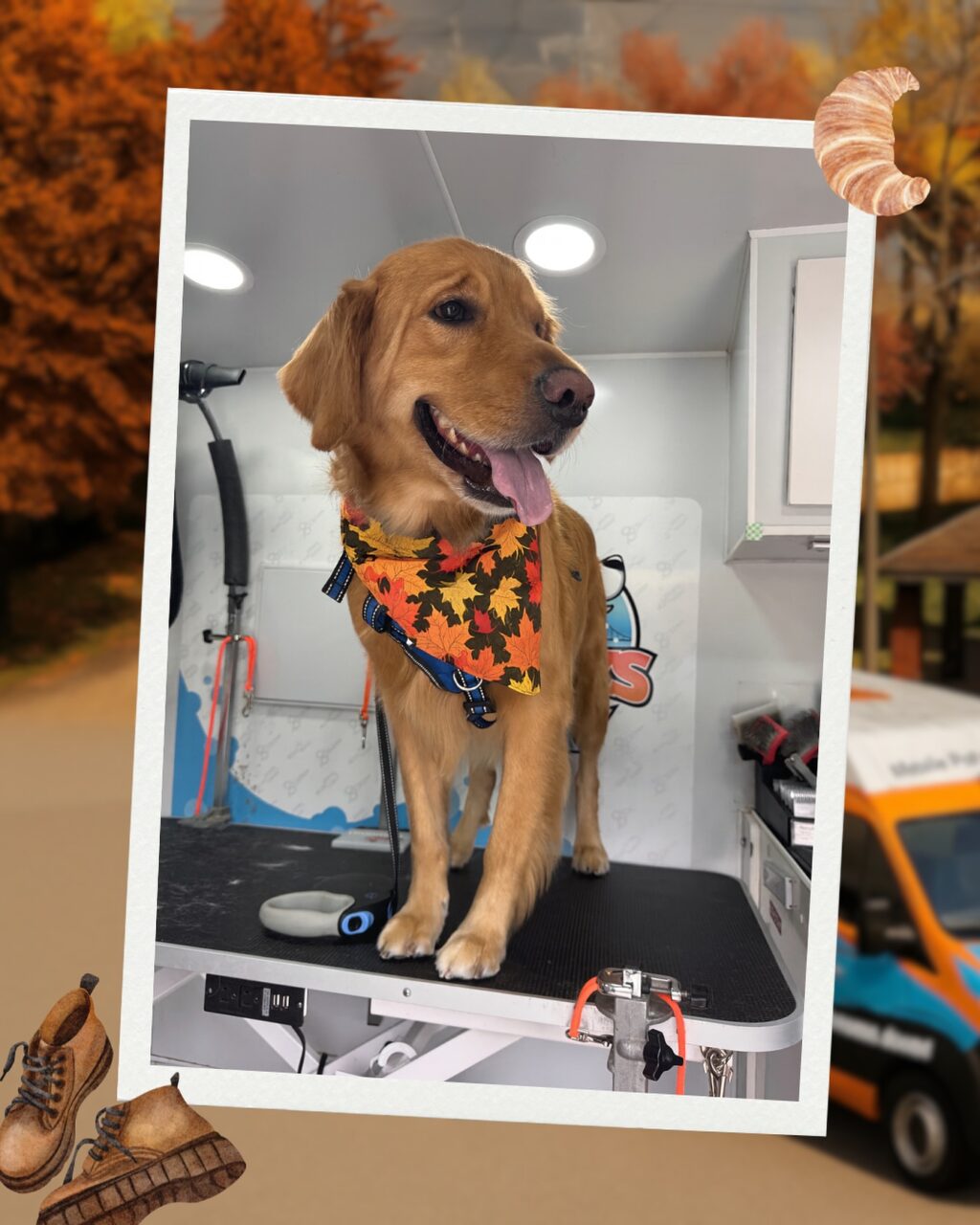 Instagram post from barksinthebaygrooming. This post is in position 1.