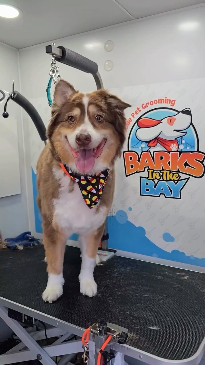 Instagram post from barksinthebaygrooming. This post is in position 10.
