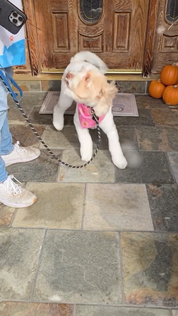 Instagram post from barksinthebaygrooming. This post is in position 1.