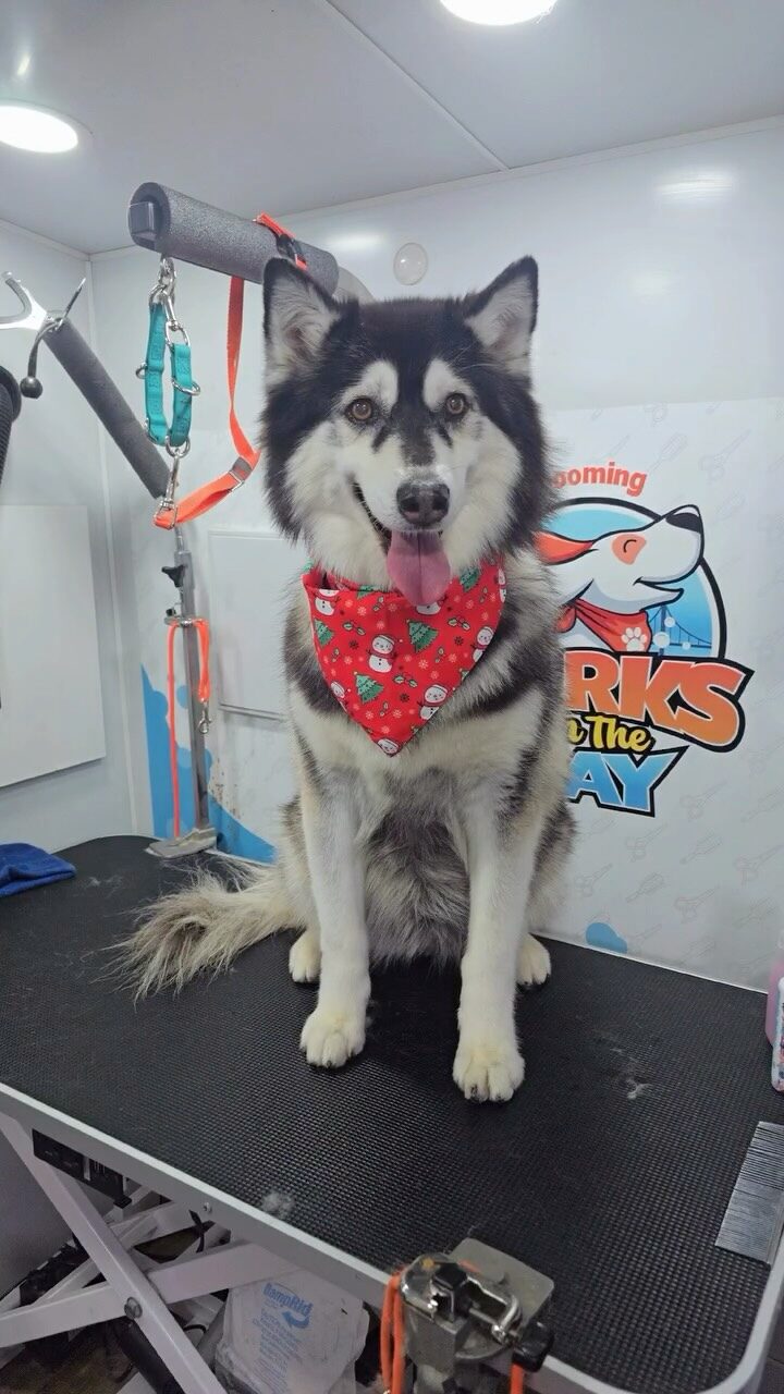 Instagram post from barksinthebaygrooming. This post is in position 1.