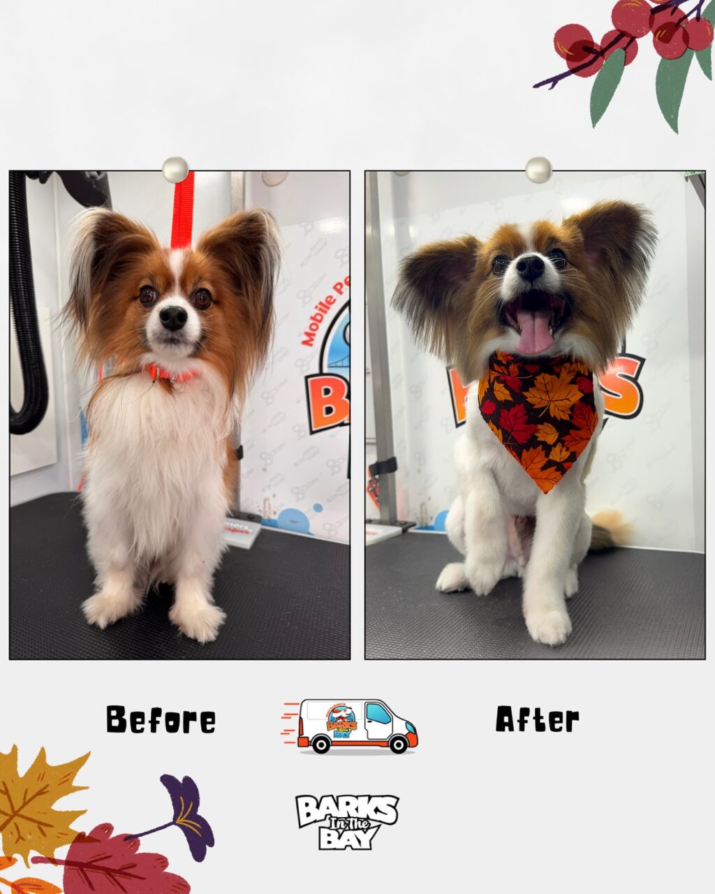 Instagram post from barksinthebaygrooming. This post is in position 7.