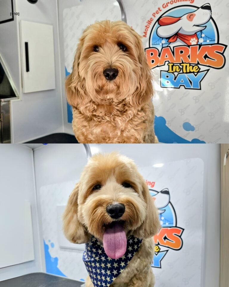 Instagram post from barksinthebaygrooming. This post is in position 1.