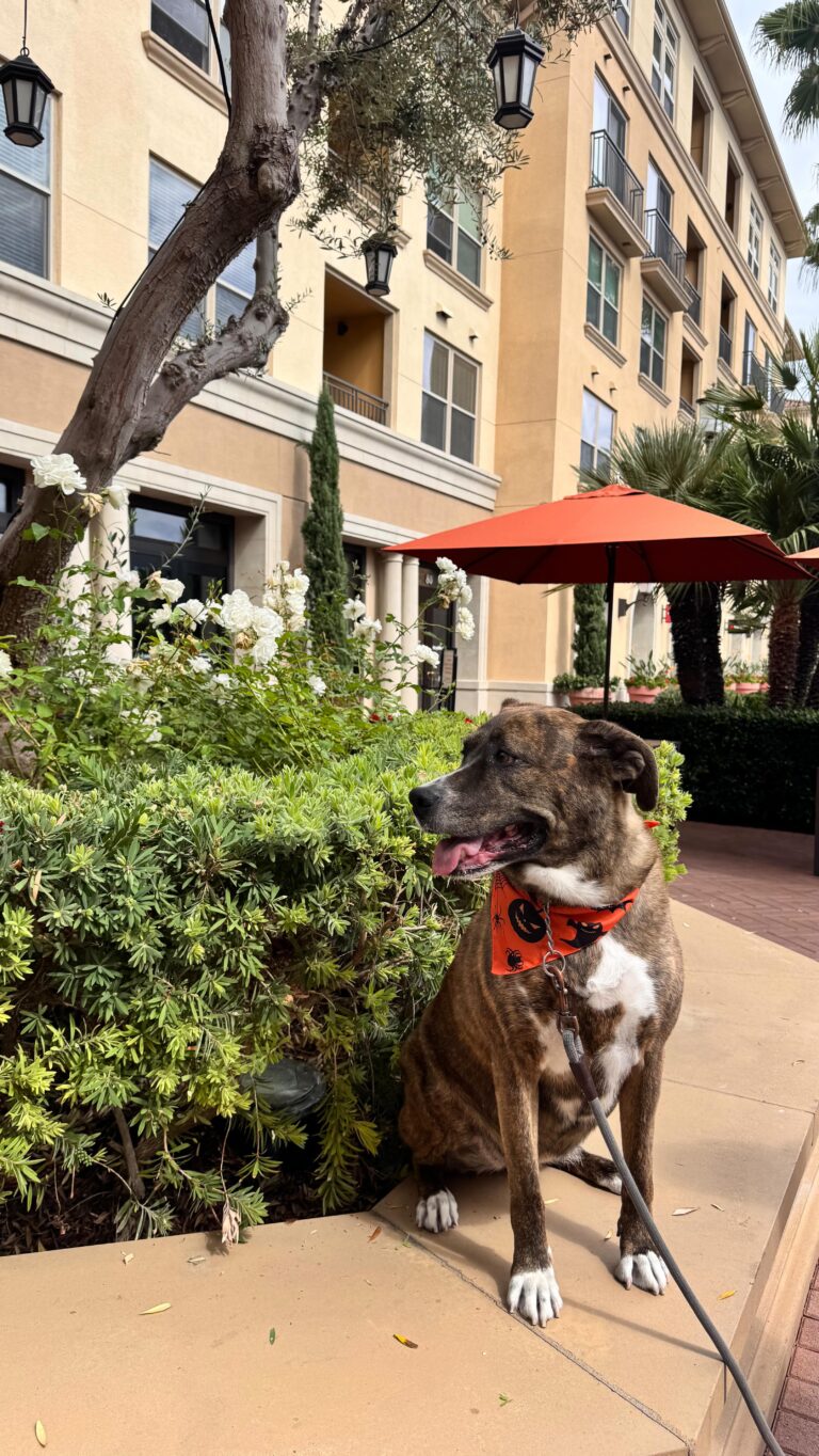 Instagram post from barksinthebaygrooming. This post is in position 3.