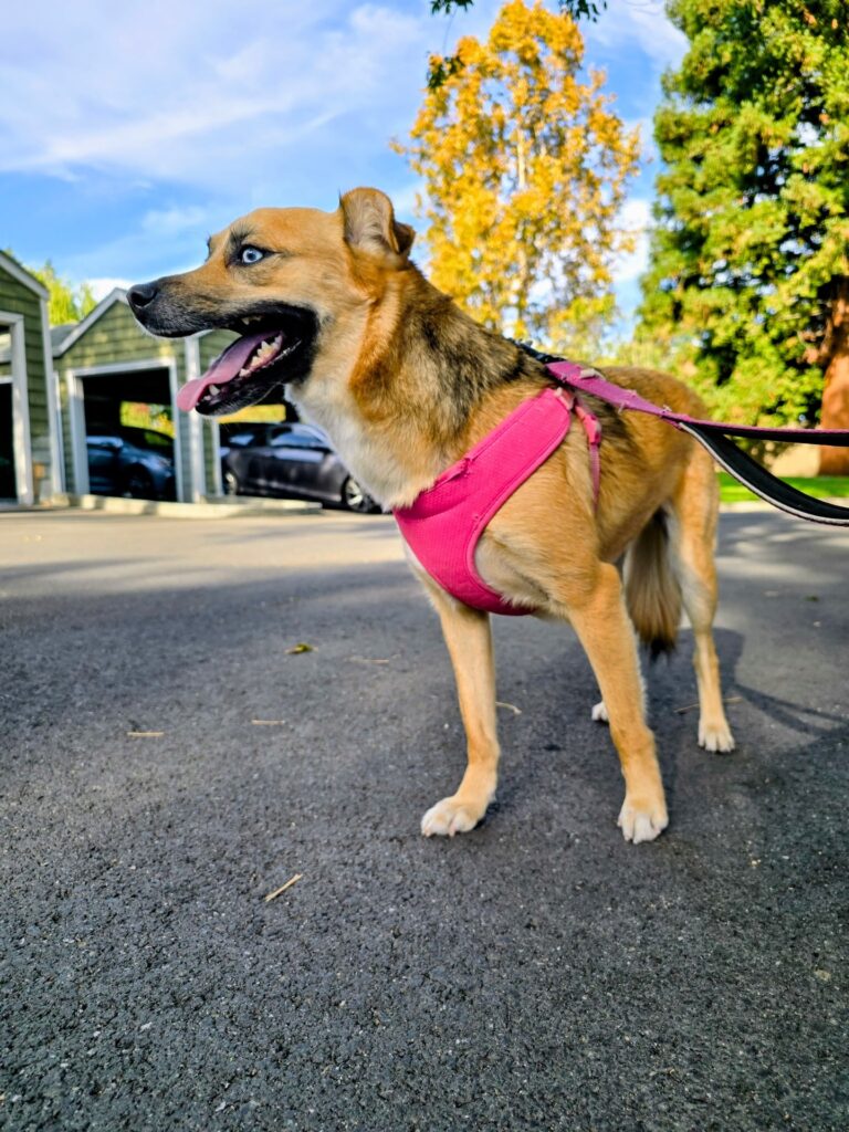 Instagram post from barksinthebaygrooming. This post is in position 9.