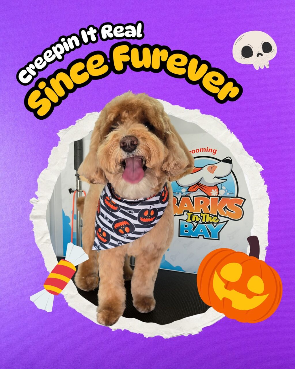 Instagram post from barksinthebaygrooming. This post is in position 1.